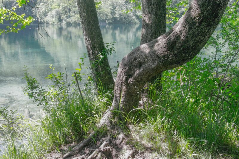 Tree near water